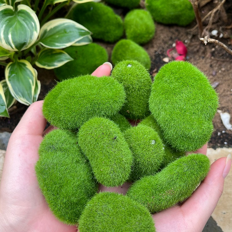 50/5 Piezas de Rocas de Musgo  - Terrarium Moss Art reseña y precio